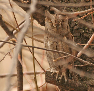…or even a well-camouflaged Scops Owl.